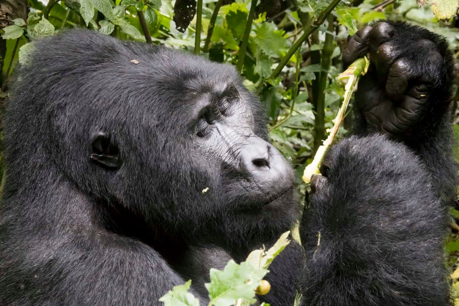 A close-up of a silverback gorilla in Bwindi, surrounded by misty forest ecoprimates