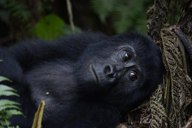 A close-up of a silverback gorilla in Bwindi, surrounded by misty forest ecoprimates