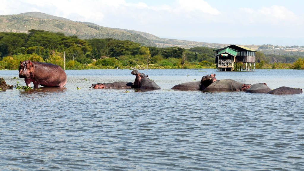 A serene view of Lake Naivasha with hippos in the water at sunset.