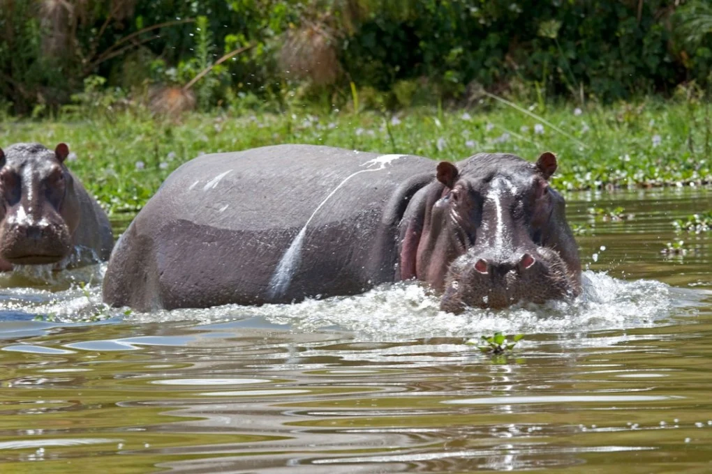A serene view of Lake Naivasha with hippos in the water at sunset.