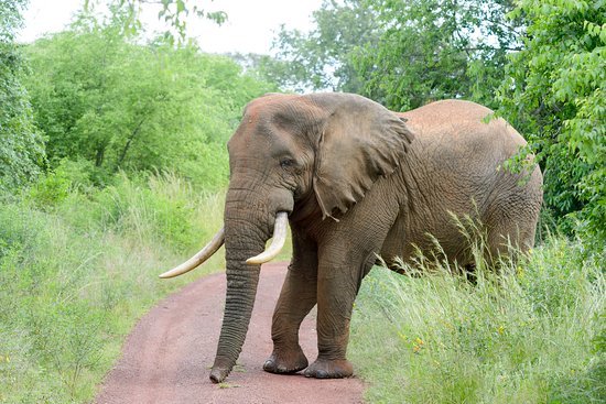 Herd of elephants grazing in Akagera National Park, Rwanda-ecoprimates