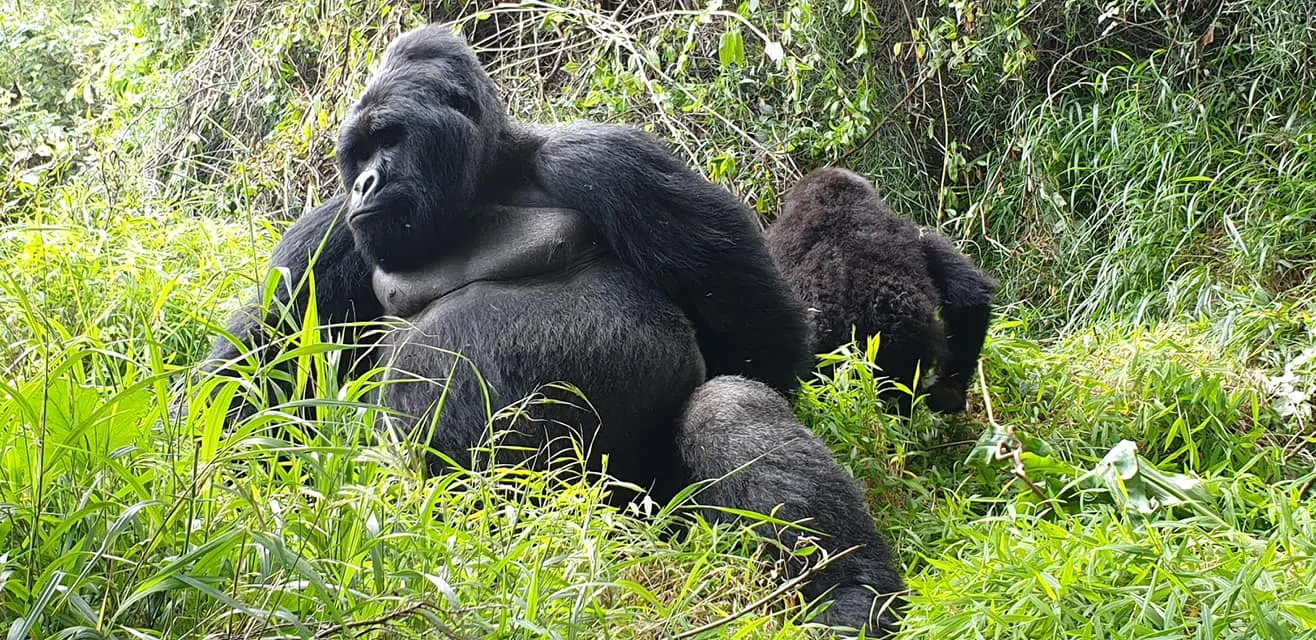 rwanda-gorillas-ecoprimates