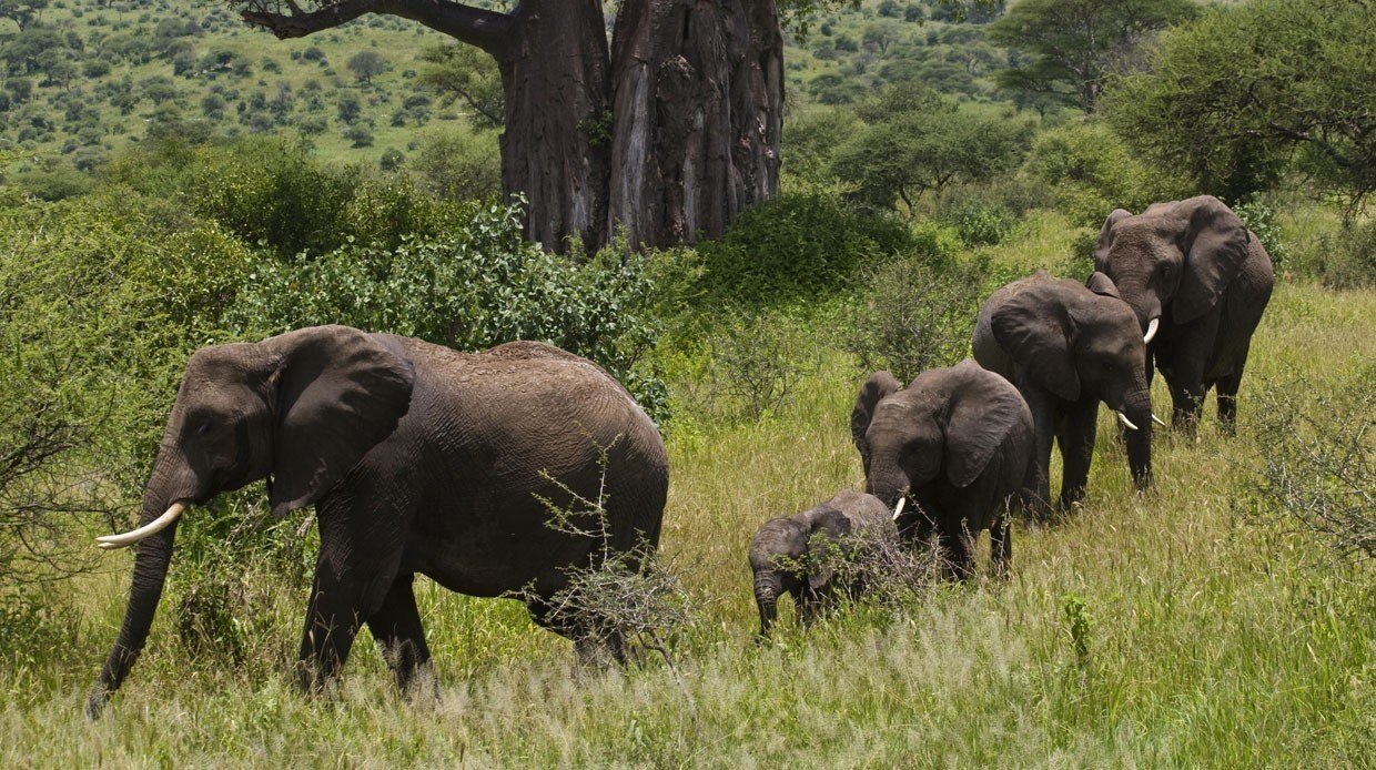 wide shot of Tarangire elephants walking past giant baobab trees
